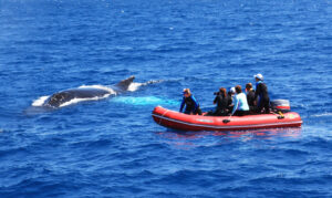 Asesoría sobre oceanografía y recursos marinos