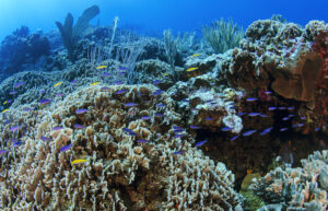 Estudio de recursos marinos (bióticos y abióticos)